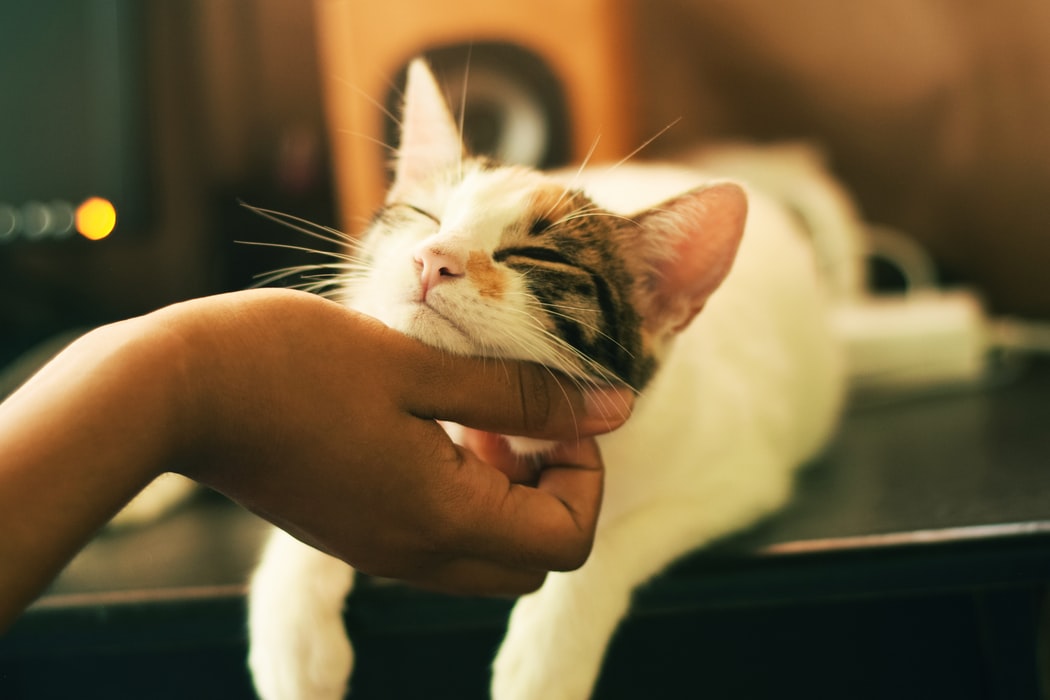 Image showing a cat getting a head scratch.