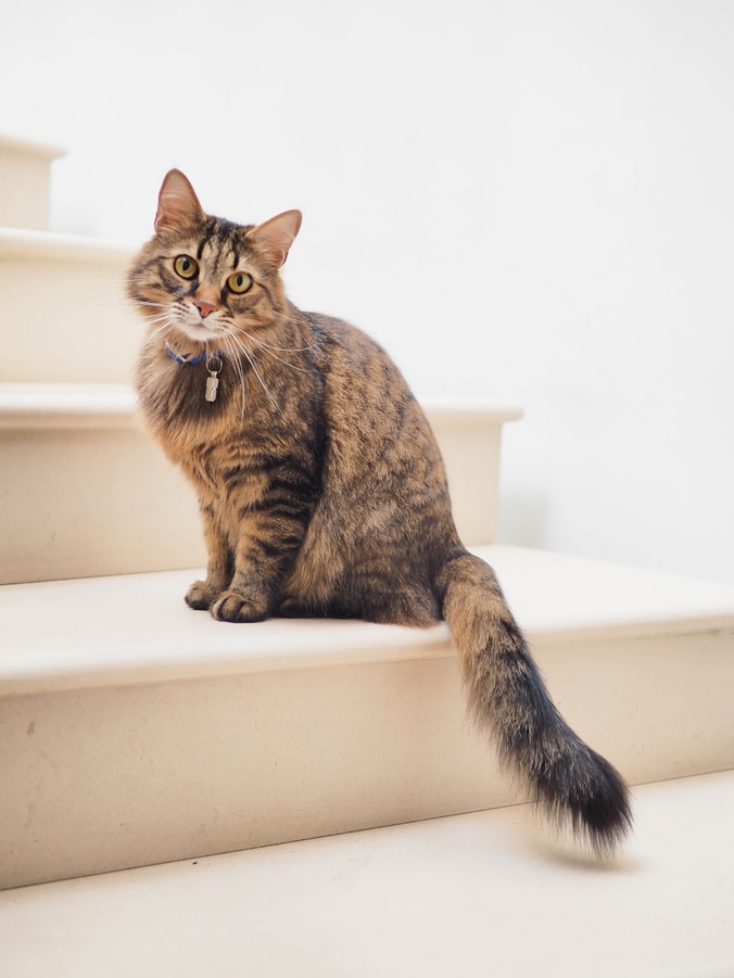 Image showing a cat standing on stairs.