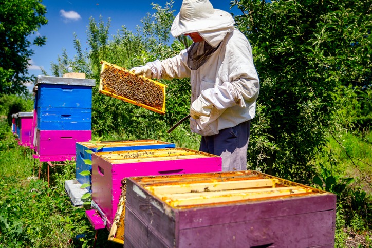Apiarist, beekeeper is checking bees on honeycomb wooden frame