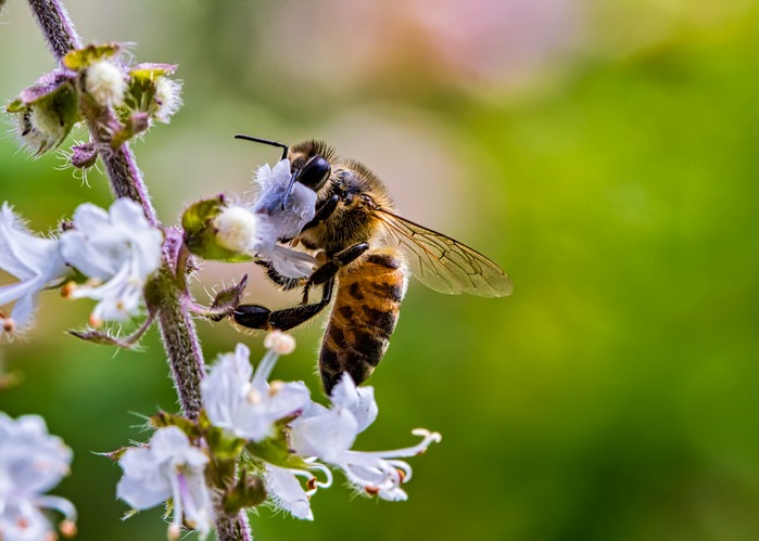 Bee pollinating basil flower extreme close up