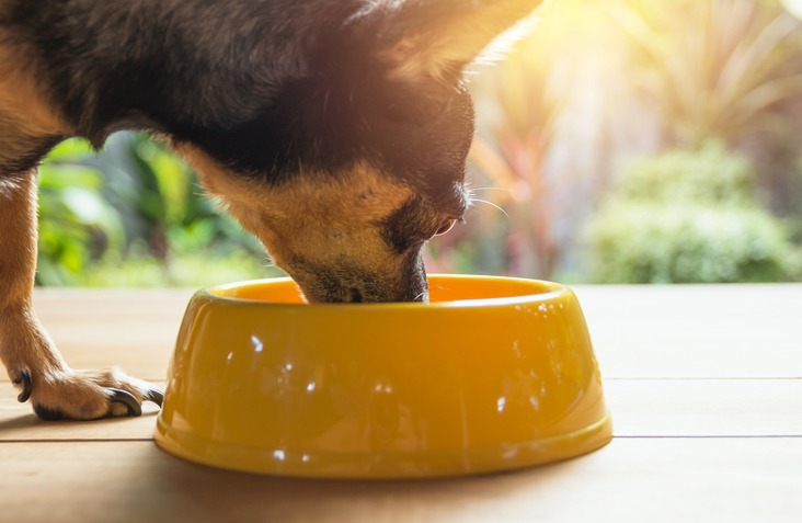 Cute small dog eating with bowl of dog food