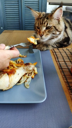 Spoon feeding a cat