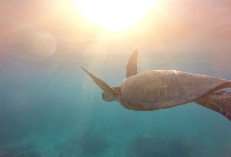 A turtle in the water