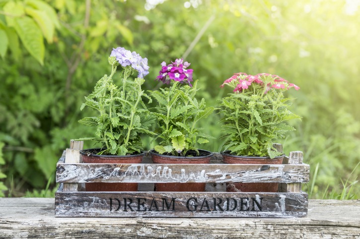 Pots with flowers in wooden box on log, outdoor garden
