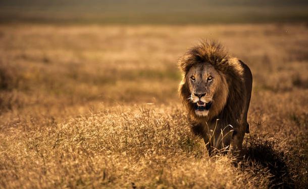 portrait-of-an-adult-male-lion-picture
