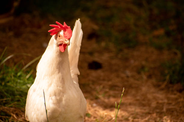 White Leghorn Hen