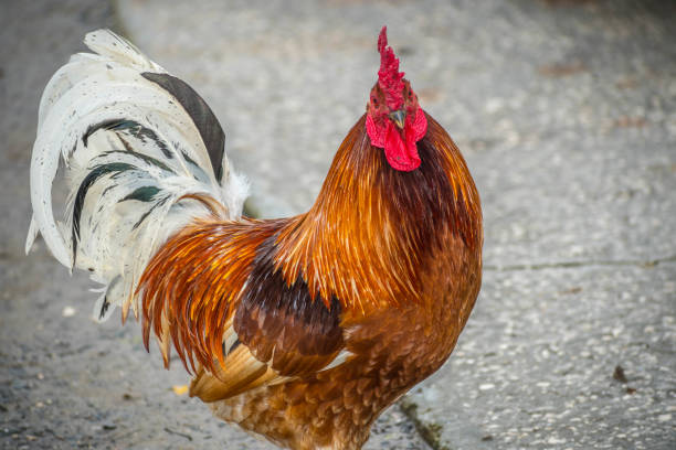 rhode-island-red-rooster-in-jacksonville-florida