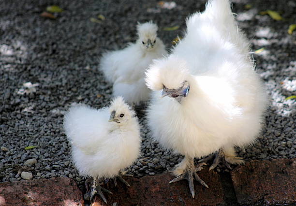 silkie-chicken-and-chicks