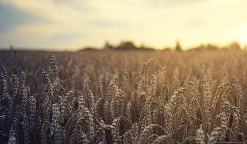 A wheat field in summer