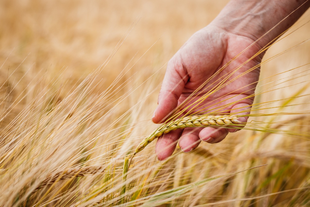 Farmers hand examining barley field