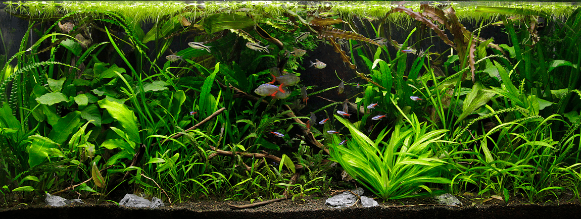 jungle style aquascape