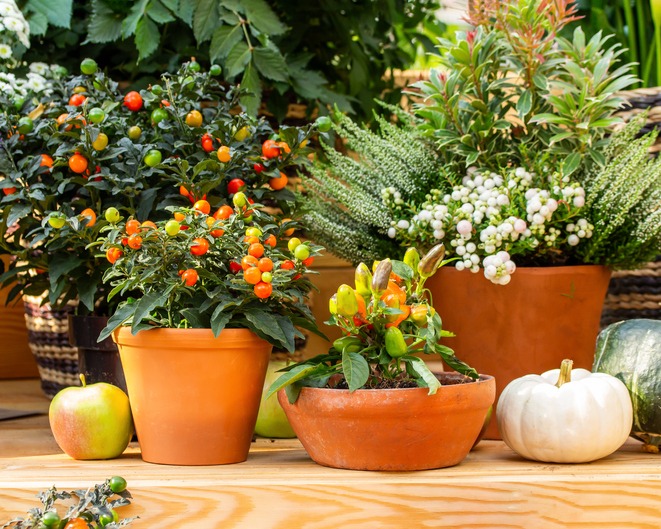 Nightshade and paprika in clay pots, garden decor. Fresh natural vegetables in pots, design of the greenhouse. Autumn still life, harvesting