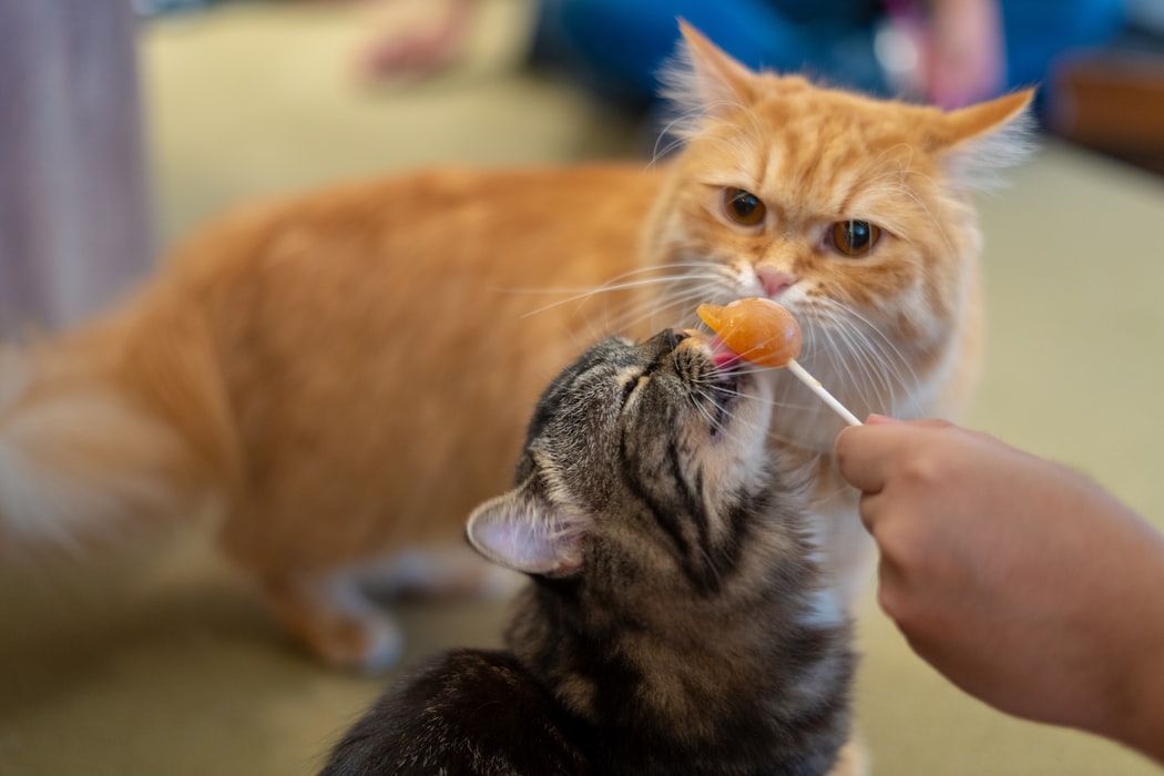Image showing a cat enjoying a treat.