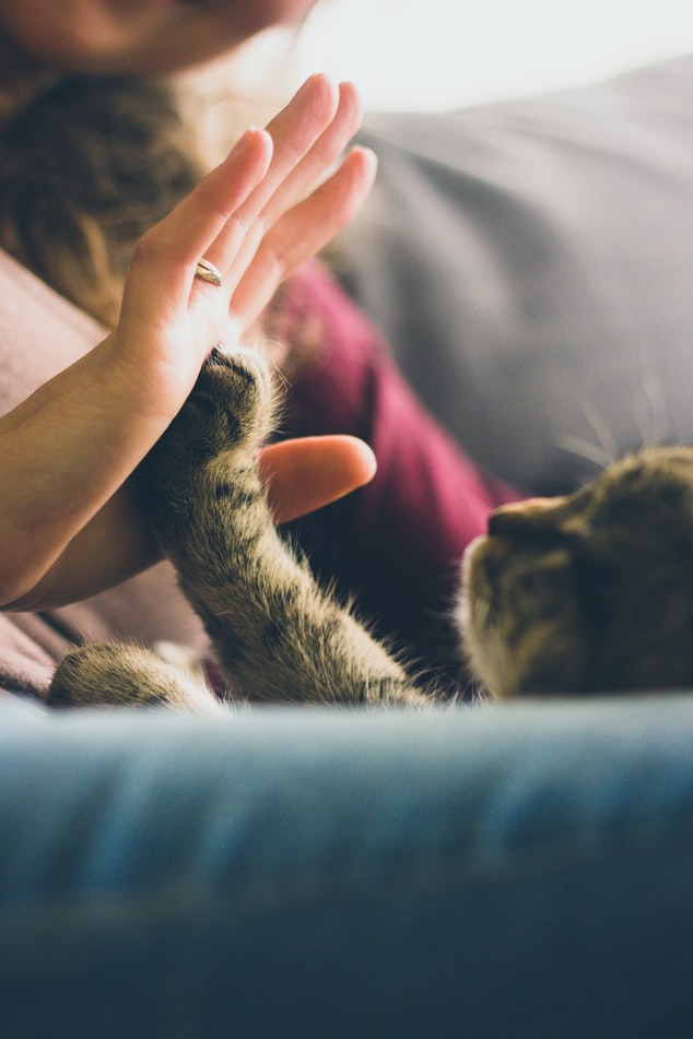 Image showing a cat giving a high five.