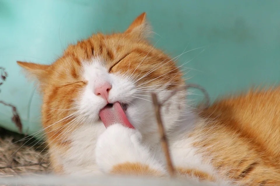 Image showing a cat licking its paw.