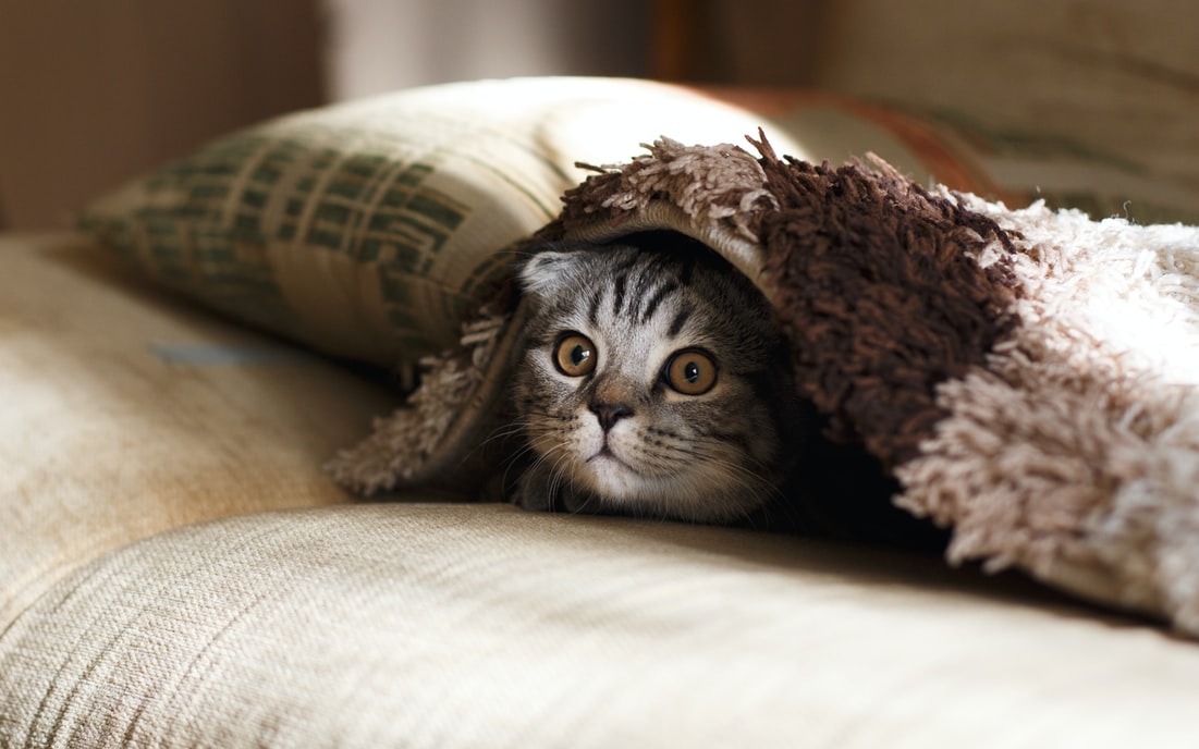 Image showing a kitten hiding under a blanket.