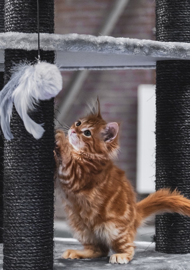 Image showing a kitten scratching on a cat tree.
