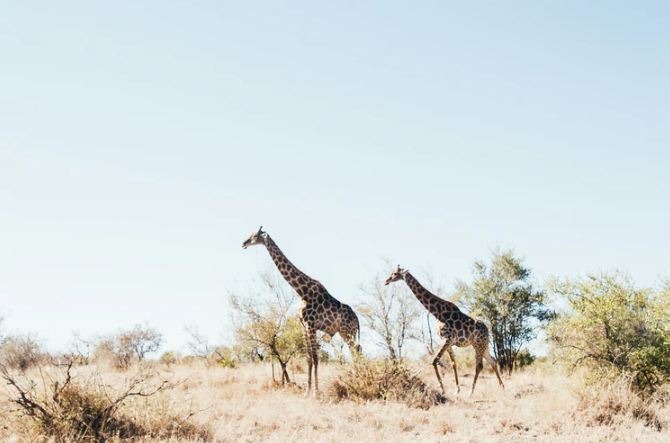 Tips for Traveling to the Savanna Grasslands of Africa