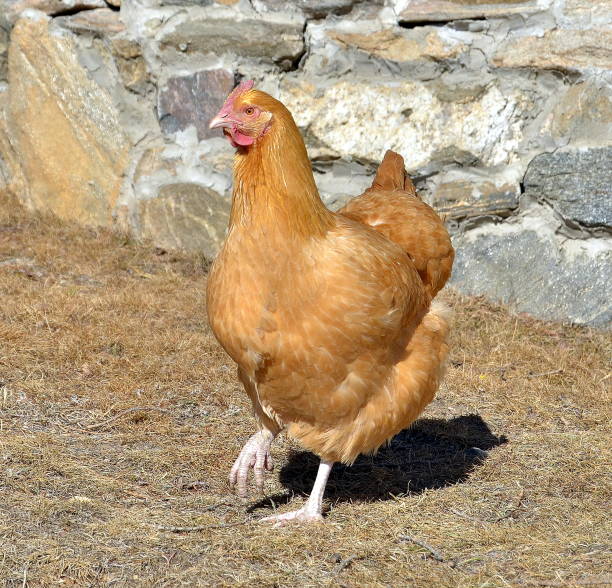 buff-orpington-chicken