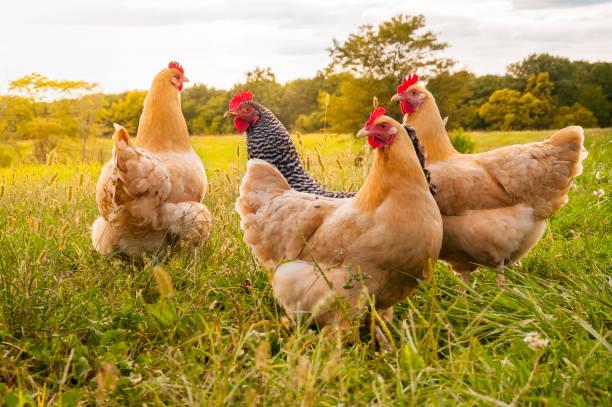 chickens in a farm