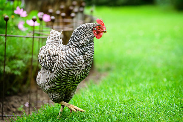 free-range-dominique-chicken-on-a-farm