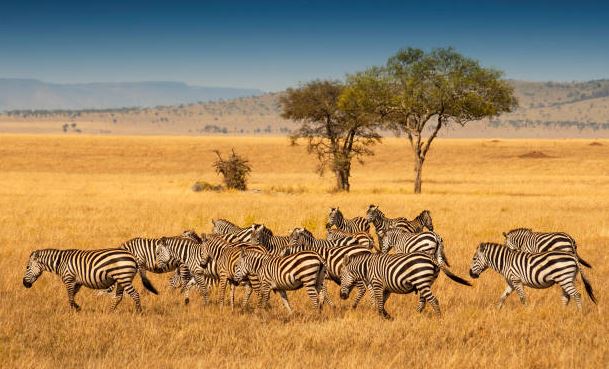 herd-of-plains-zebras-in-the-serengeti-national-park-tanzania-plains