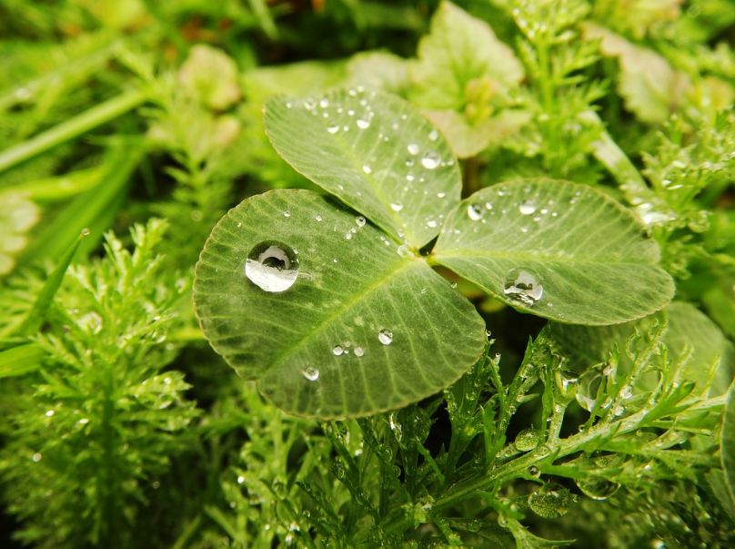 rainy weather photography, leaf with raindrops, droplets, nature, photography, water