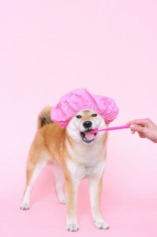 Brown Short Coated Dog Wearing Pink Hair Cap