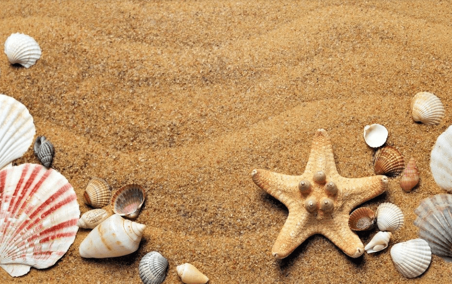  sand, starfish, shells