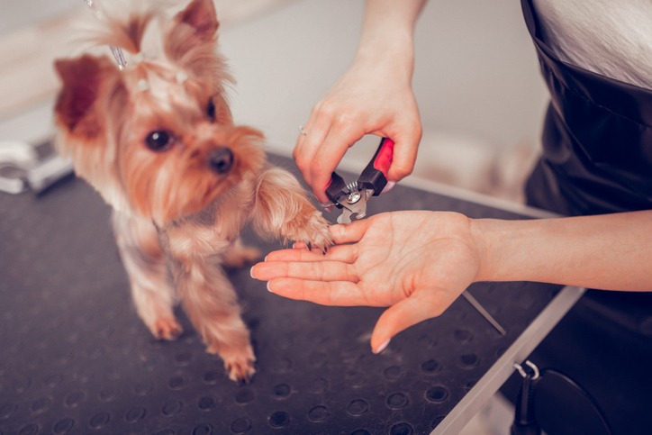 Woman using pliers while cutting nails for cute little dog