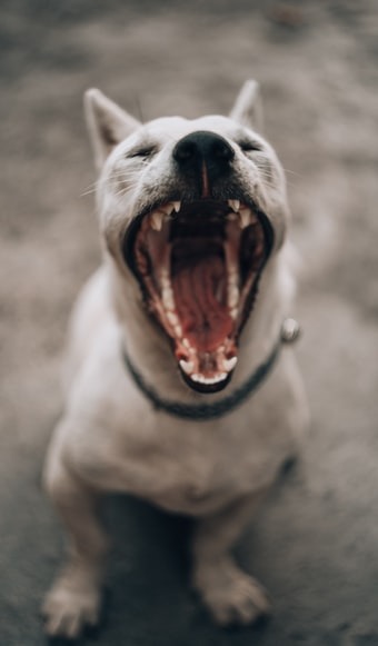 dog teeth-jpeg