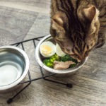 Cat eating homemade food