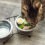 Can You Make Your Own Healthy Cat Food at Home?