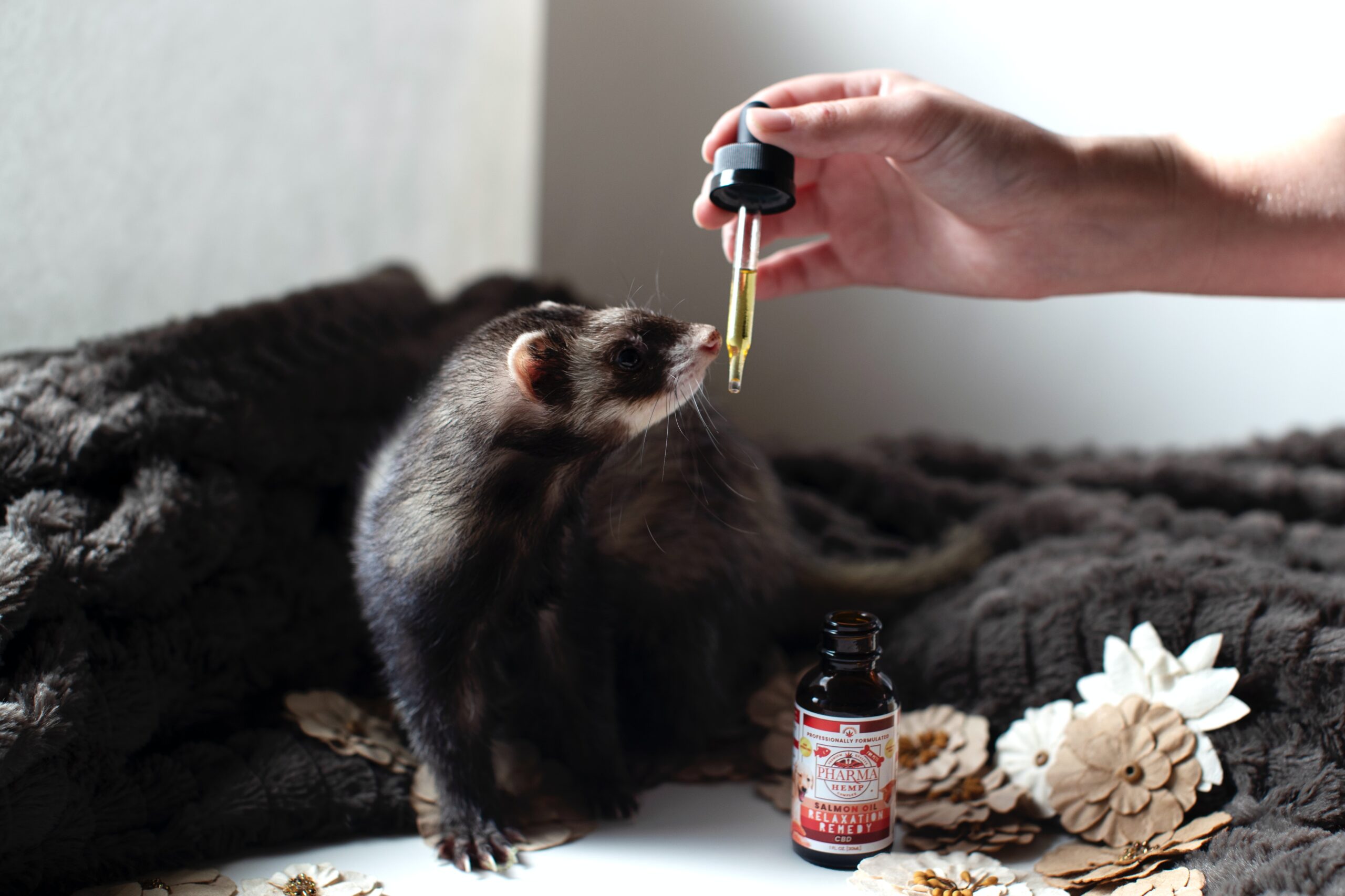animals-images-&-pictures-ferret-natural-pet-care-cute-images-&-pictures-salmon-oil