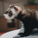 animals-images-&-pictures-pet-ferret-ferret
