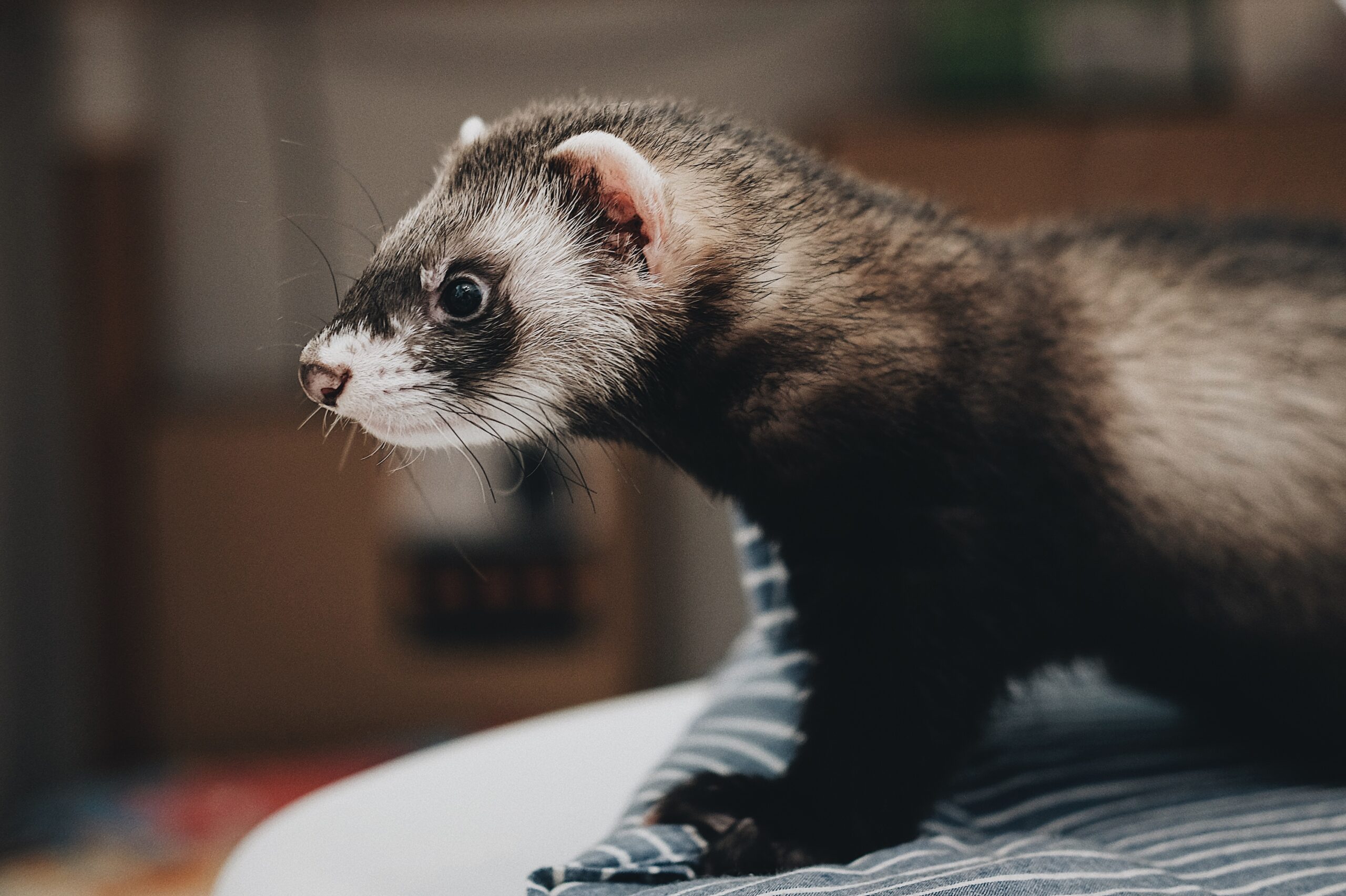 animals-images-&-pictures-pet-ferret-ferret