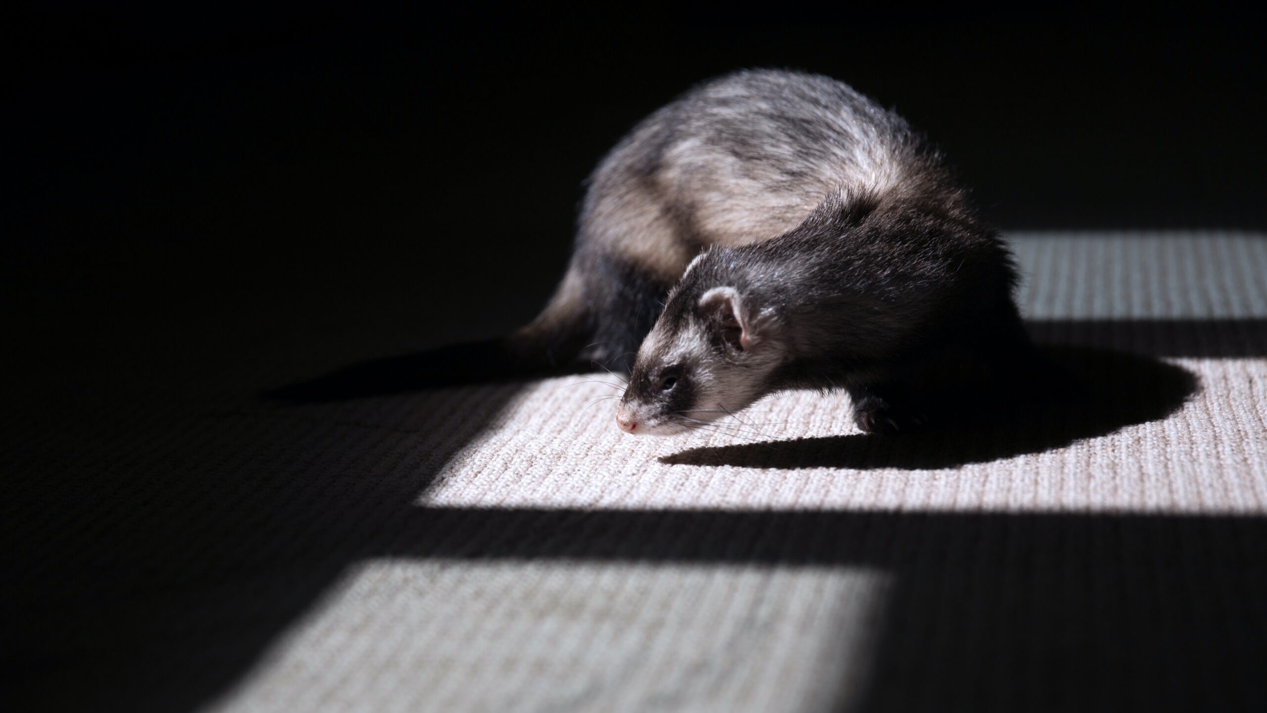animals-images-&-pictures-pet-shadow